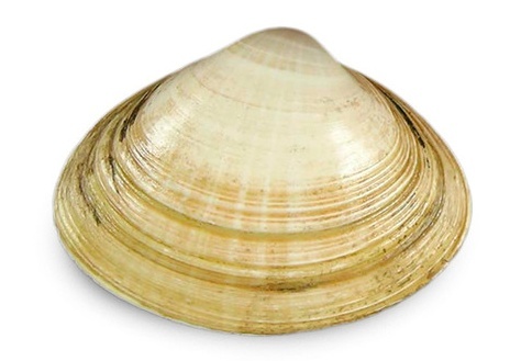 Мактра, живая